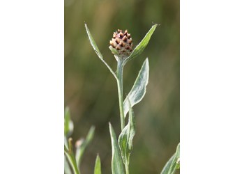 Wiesen-Flockenblume (Centaurea jacea) - © Philipp Sengl